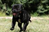 STAFFIE 409